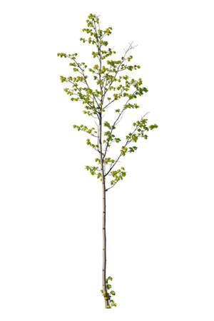 Prunus avium tree, known as bird cherry tree, isolated on white background.の写真素材