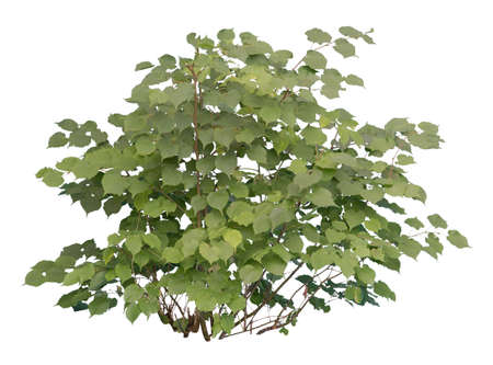 Deciduous bush isolated on white background. Cut out plant.の写真素材