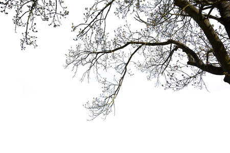 Cherry branch close up, isolated branches on white background.の写真素材