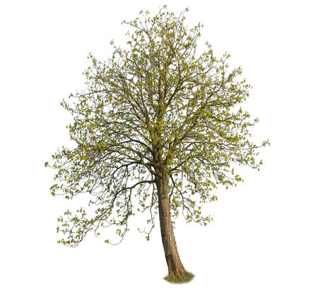 Linden tree, a plant that belongs to the tilia specie, usolated on white backgroundの写真素材