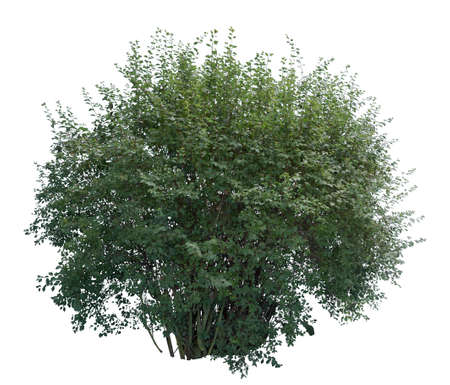 Deciduous shrub with green leaves, cutout isolated on white background.の写真素材