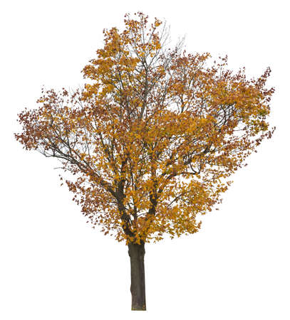 Autumnal maple tree, isolated on white background.の写真素材