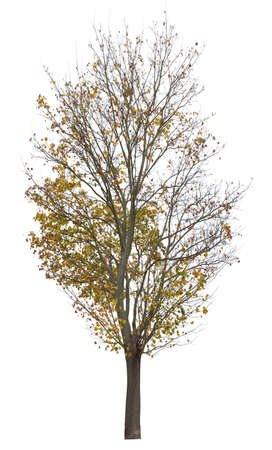 Yello maple tree during autumn, cutout tree on white background.の写真素材