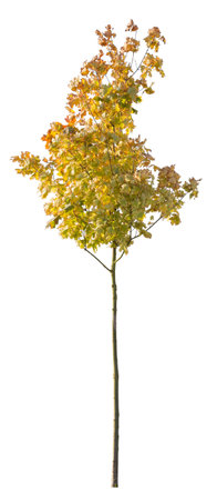 Autumnal tree cut out, isolated tree with yellow leaves, isolated on white background.の写真素材