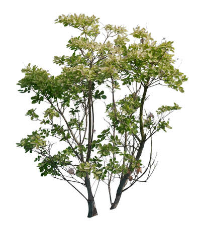 Smoke tree, cut out tree isolated on white background.の写真素材