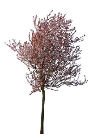 Cherry Plum tree cut out, Blooming tree isolated on white backgroundの写真素材