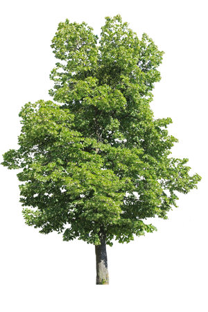 Tilia tree isolated on white background. Cut Out Treeの写真素材