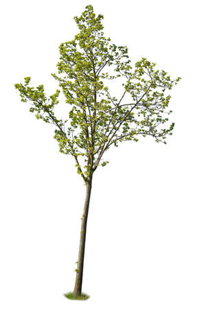 Deciduous green leafed tree isolated on white background.の写真素材