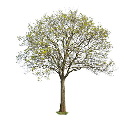 Maple tree during spring season, isolated on white backgroundの写真素材