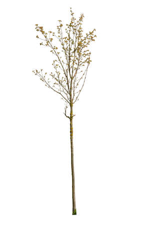 Yellow leafed tree cut out, isolated on white background.の写真素材