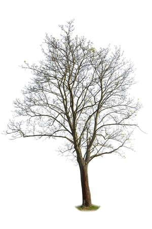 Leafless spring tree pre blooming, isolated on white background.の写真素材