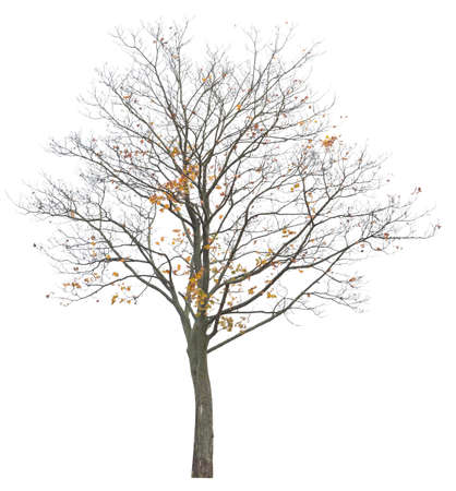 Semi Leafless Maple tree isolated on white backgroundの写真素材
