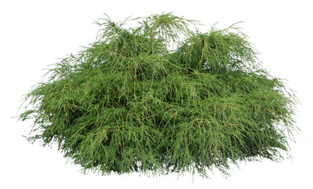 Larch shrub isolated on white background.の写真素材