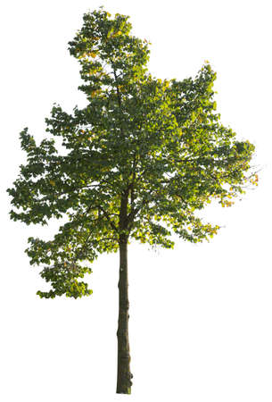 Deciduous Maple tree, green leafed plant isolated on white background.の写真素材