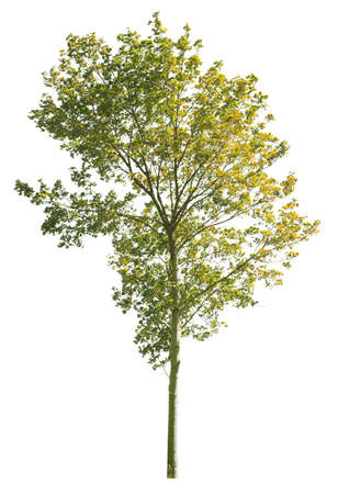Autumnal Plane Tree, isolated tree on white background.の写真素材