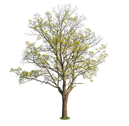 Norway Maple tree, spring tree cut out with clipping pathの写真素材