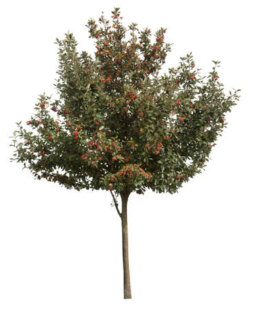 Deciduous holly tree, cut out treeの写真素材