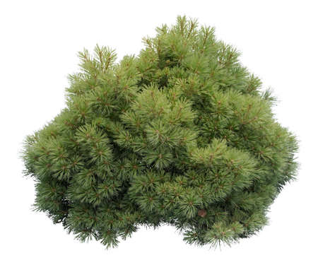 Cut out Pine shrubの写真素材