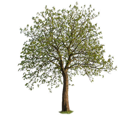 Linden tree  isolated on white background.の写真素材