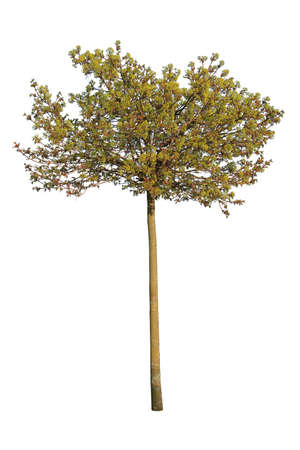Juniperus occidentalis, also known as Western juniper, isolated on white background.の写真素材