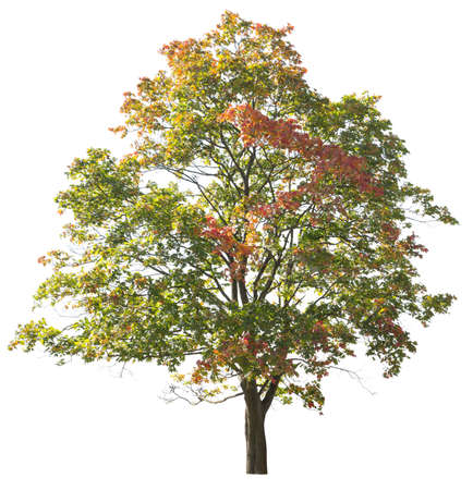 Autumnal Maple tree with colorful leaves isolated on white background.の写真素材