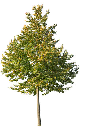 Autumnal Linden tree isolated on white background.の写真素材