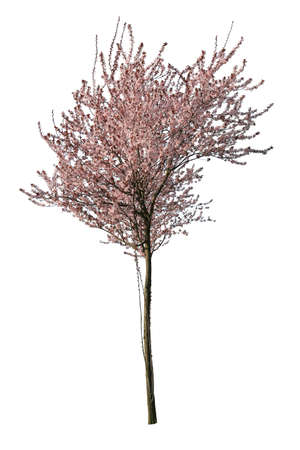 Amazing cherry blossom tree cut out, isolated tree on white backgroundの写真素材