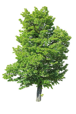 Green leafed linden tree isolated on white background.の写真素材