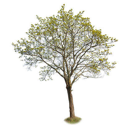 Maple tree, belonging to the family of Sapindaceae, isolated tree on white background.の写真素材