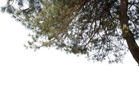 Pine tree branches isolated on white background.の写真素材