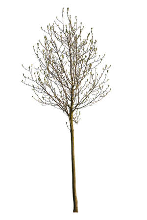 Olea Europe, also called Olive Tree, cut out plant on white.の写真素材