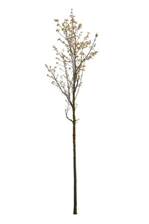 Spring tree with thin trunk and green leaves isolated on white background.の写真素材