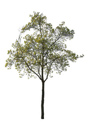 Claret ash tree isolated on white background.の写真素材