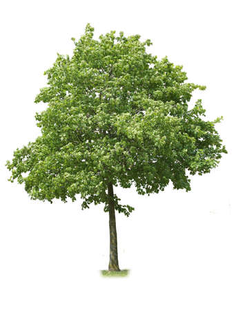 Green tree on white background.の写真素材