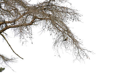 Leafless branches isolated on white background.の写真素材