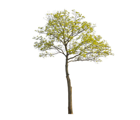 Acer tree during spring season, isolated on white backgroundの写真素材