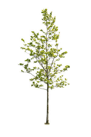 Deciduous tree, with thin trunk, isolated on white background.の写真素材