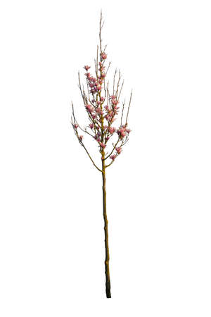 Peach tree with flowers isolated on white background.の写真素材