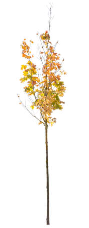Autumnal yellow tree with thin trunk isolated on white backgroundの写真素材
