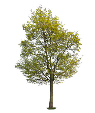 Great maple tree with green leaves isolated on white background.の写真素材