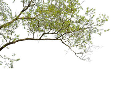 Isolated tree branches with green leaves, white background cut out.の写真素材