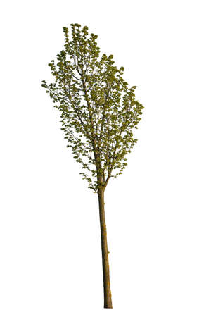 Cherry tree with clipping path isolated on white background.の写真素材