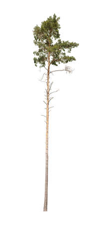 Evergreen Pine tree isolated on white background.の写真素材