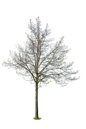 Kapok Tree, a species or Ceiba, cut out tree isolated on white background.の写真素材