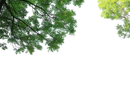 Locus branch with green leaves isolated on white background.の写真素材