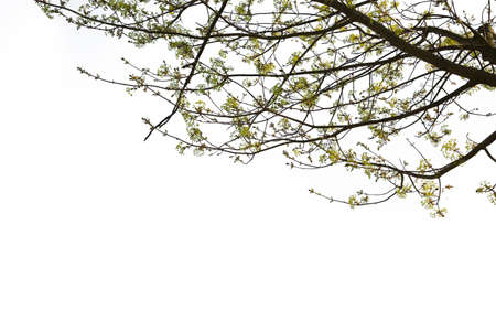 Isolated branches of maple tree on white background.の写真素材