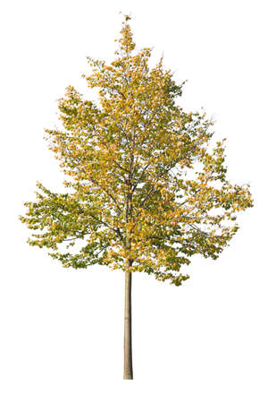 Autumnal maple tree isolated on white background.の写真素材