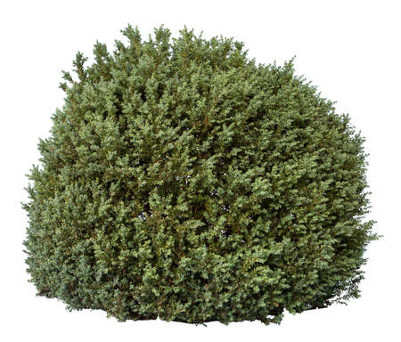 Green bush isolated on white background. Cutout plant.の写真素材
