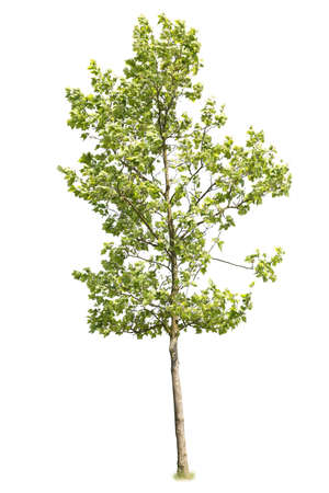 Norway maple with green leaves, cutout tree with white background.の写真素材