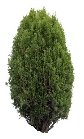 Oriental arborvitae, a spieces of Platycladus isolated on white background.の写真素材